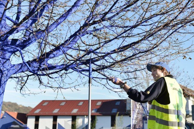 blue trees, konstantin dimopoulos, sydney blue trees, tree issues, forest issues, deforestation, environmentalist, environmental art, art installation, tree installation, tree art, painted trees