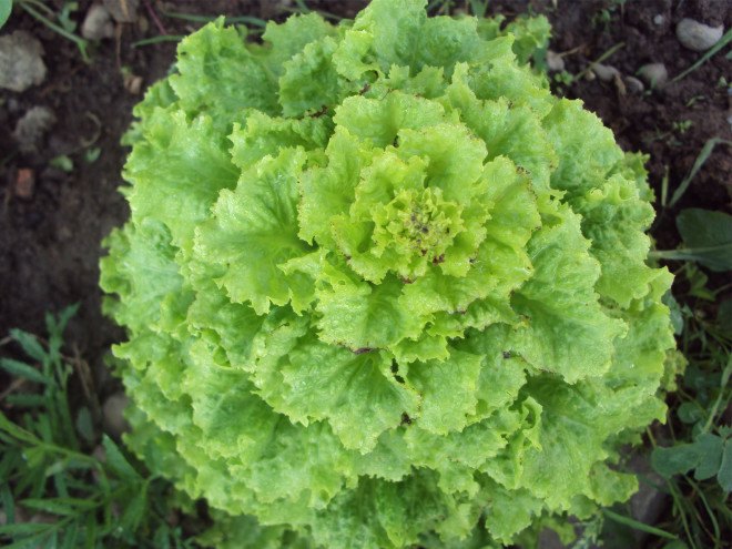 gardening, vegetables, diy, conservation, food, spring garden, garden, veggies from scraps, food from scraps, growing vegetables, grow your own garden, how to grow vegetables, how to grow your own garden, food scraps, lettuce