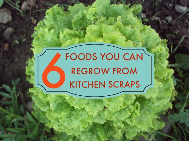 gardening, vegetables, diy, conservation, food, spring garden, garden, veggies from scraps, food from scraps, growing vegetables, lettuce, celery, romaine, lemongrass, scallions, spring onions, green onions, basil, cilantro, ginger, root vegetables, carrots, turnips, beets, parsnips, grow your own garden, how to grow vegetables, how to grow your own garden, food scraps
