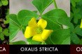 Oxalis species comparison, oxalis stricta, oxalis californica, oxalis pes-caprae