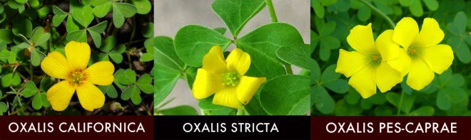 Oxalis species comparison, oxalis stricta, oxalis californica, oxalis pes-caprae