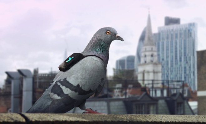 london, pigeons, air pollution, air quality, monitoring london air quality, pigeon air patrol, plume labs, twitter, pigeonair