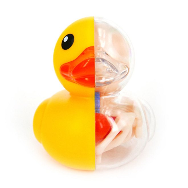 Jason Freeny, anatomical rubber ducky, surreal art, Jason Freeny anatomical art kits, surrealist art