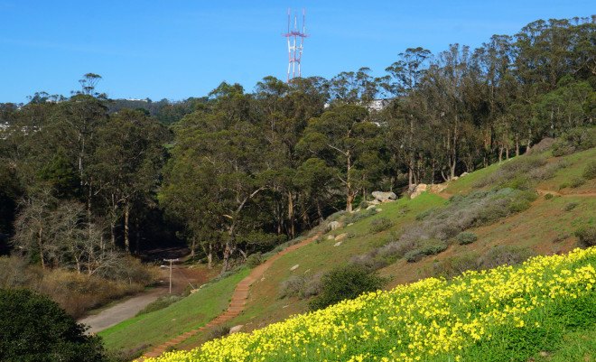Field of oxalis flowers in San Francisco, Sutro Tower, San Francisco sutro tower, Glen Canyon, San Francisco Glen Canyon, Field of oxalis