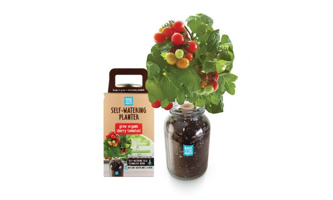 self-watering planter, countertop garden, olla, porous clay pot, Back to the Roots, reader submitted content, indoor garden