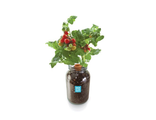 self-watering planter, countertop garden, olla, porous clay pot, Back to the Roots, reader submitted content, indoor garden