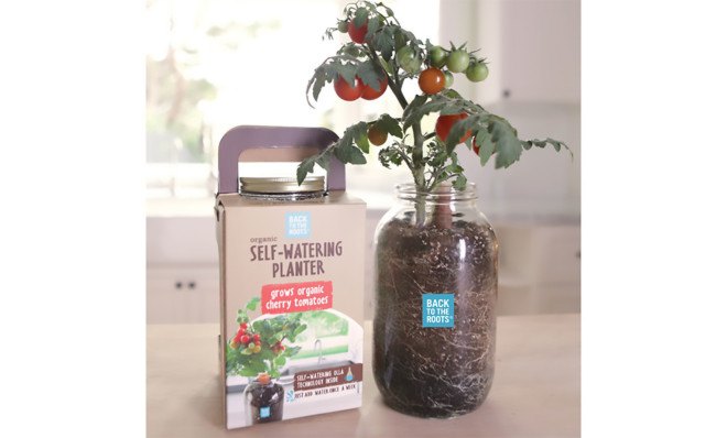 self-watering planter, countertop garden, olla, porous clay pot, Back to the Roots, reader submitted content, indoor garden