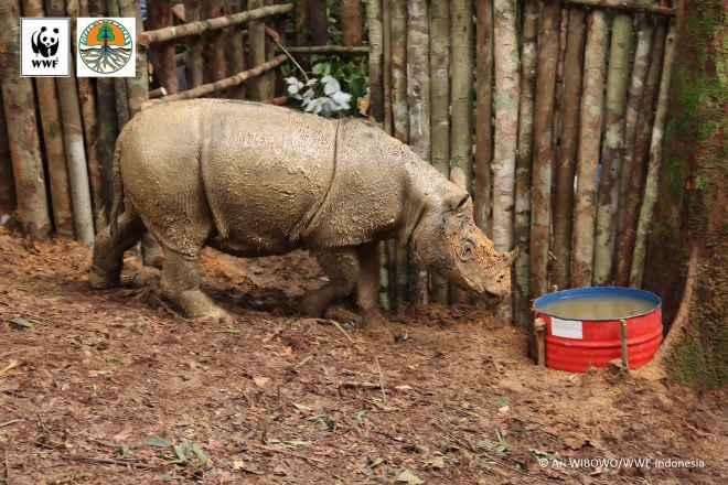 Sumatran rhino, rhino, endangered species, endangered animal, critically endangered, conservation, Indonesian Borneo, World Wildlife Fund