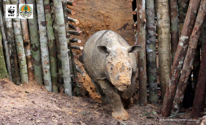 Sumatran rhino, rhino, endangered species, endangered animal, critically endangered, conservation, Indonesian Borneo, World Wildlife Fund