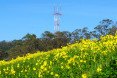 San Francisco's Sutro Tower, with a field of oxalis in the foreground, photo by Jill Fehrenbacher, Glen Canyon Park, Glen Park San Francisco, Bermuda Buttercup, Oxalis Pes Caprae, San Francisco and pesticides, San Francisco pesticides