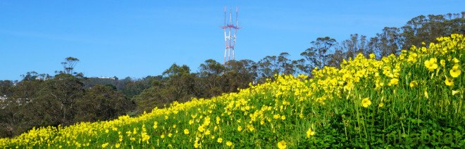San Francisco's Sutro Tower, with a field of oxalis in the foreground, photo by Jill Fehrenbacher, Glen Canyon Park, Glen Park San Francisco, Bermuda Buttercup, Oxalis Pes Caprae, San Francisco and pesticides, San Francisco pesticides