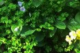 Two species of oxalis in San Francisco, Oxalis oregana, oxalis pes-caprae, redwood sorrel, South African Wood sorrel, invasive wood sorrel, natiive wood sorrel, invasive bermuda buttercup