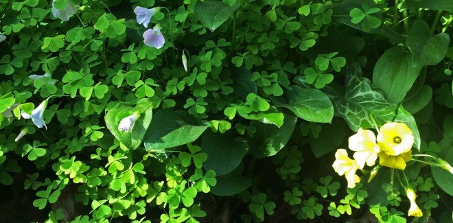 Two species of oxalis in San Francisco, Oxalis oregana, oxalis pes-caprae, redwood sorrel, South African Wood sorrel, invasive wood sorrel, natiive wood sorrel, invasive bermuda buttercup