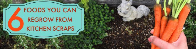 gardening, vegetables, diy, conservation, food, spring garden, garden, veggies from scraps, food from scraps, growing vegetables, lettuce, celery, romaine, lemongrass, scallions, spring onions, green onions, basil, cilantro, ginger, root vegetables, carrots, turnips, beets, parsnips, grow your own garden, how to grow vegetables, how to grow your own garden, food scraps