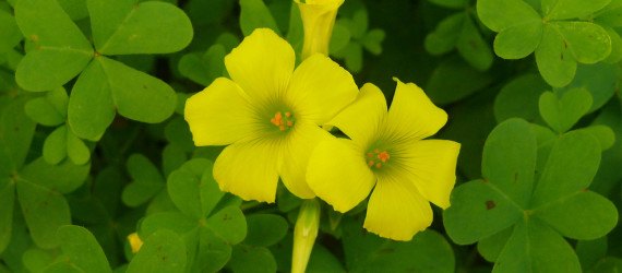Yellow Wood Sorrel, Oxalis, Bermuda Buttercup, Sourgrass, lemonade grass