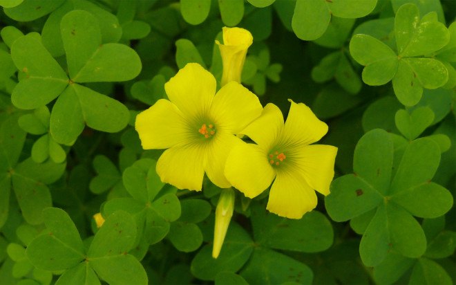 Yellow Wood Sorrel, Oxalis, Bermuda Buttercup, Sourgrass, lemonade grass