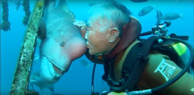 Fish, fish feelings, fish friendship, Yoriko, Hiroyuki Arakawa, diving, scuba diving, diver, Japan