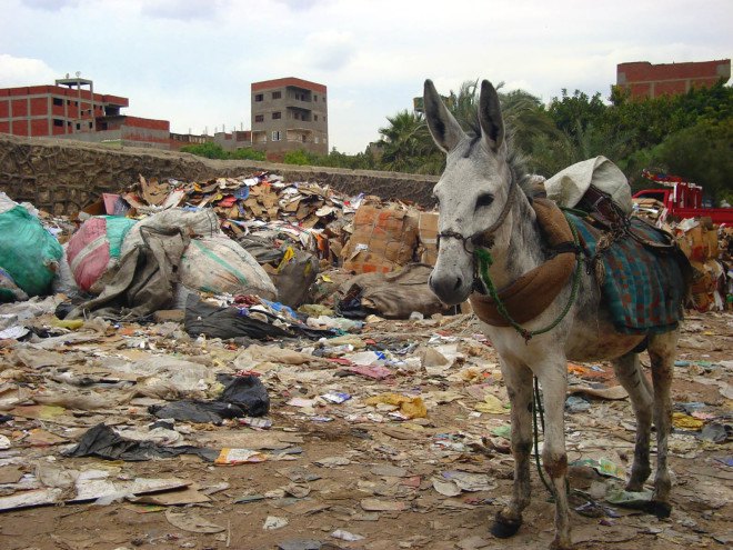 Donkey in Garbage City, Moqattam Hills, Zabaleen, Cairo trash people, Egypt, Moqattam Hills, Cairo, Egypt, recycled materials, repurposed trash