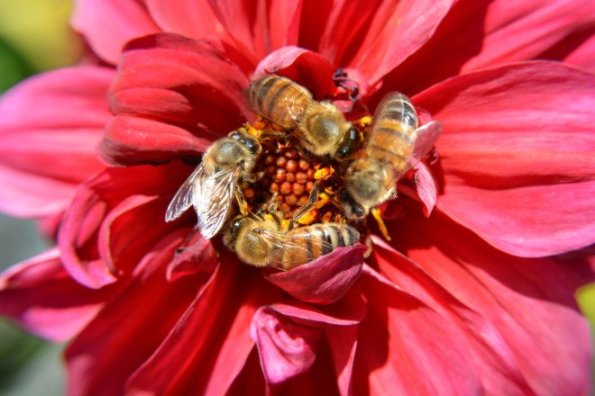 bees, bee die offs, neonicotinoids, pesticides, colony collapse disorder, pollinators, maryland, banning neonicotinoids, ban on pesticides, banned pesticides