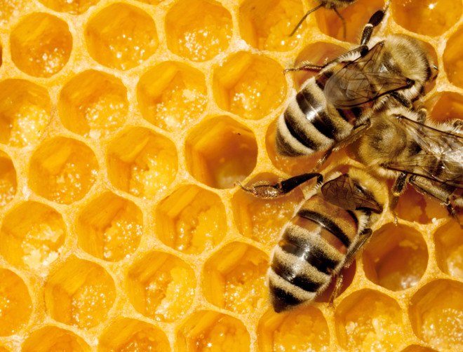 bees, bee die offs, neonicotinoids, pesticides, colony collapse disorder, pollinators, maryland, banning neonicotinoids, ban on pesticides, banned pesticides