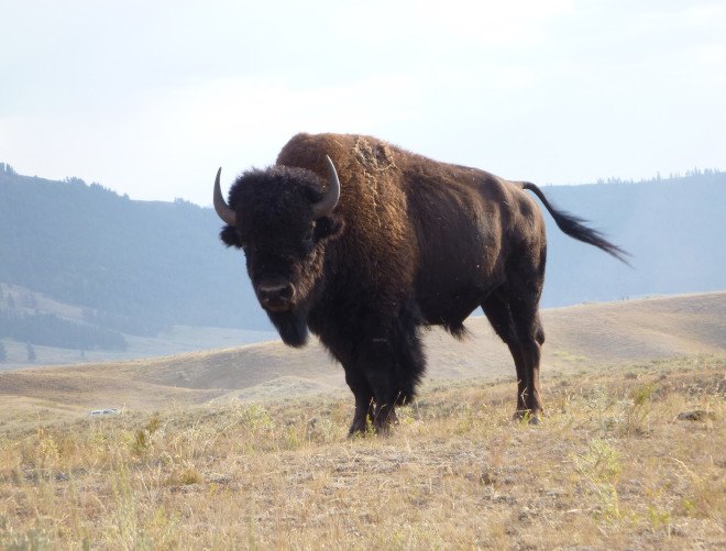 bison, buffalo, plains bison, endangered species, extinction, canada, elk island national park, native americans, blackfeet, montana, indian reservations