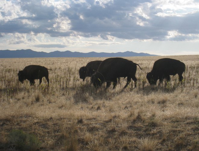 bison, buffalo, plains bison, endangered species, extinction, canada, elk island national park, native americans, blackfeet, montana, indian reservations