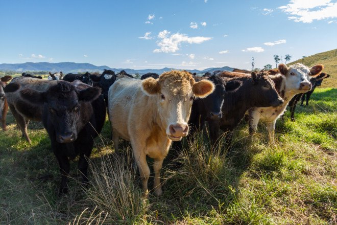 meat, meat consumption, health benefits of eating less meat, environmental impact of meat, plant-based diet, reducing meat consumption