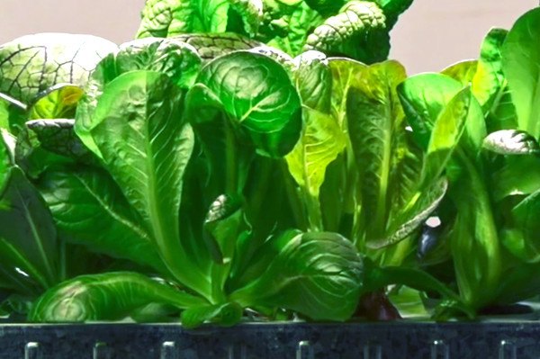 IKEA, indoor garden, hydroponics, gardening, fresh vegetables, fresh herbs, sun lamp
