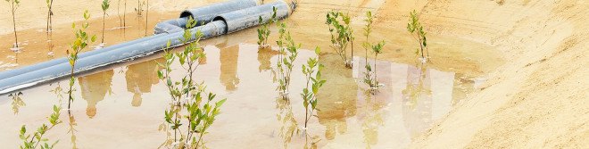 biofuel, abu dhabi, jet fuel, seawater, halophytes, aviation industry, aquaculture, united arab emirates, desert, climate change