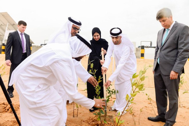 biofuel, abu dhabi, jet fuel, seawater, halophytes, aviation industry, aquaculture, united arab emirates, desert, climate change