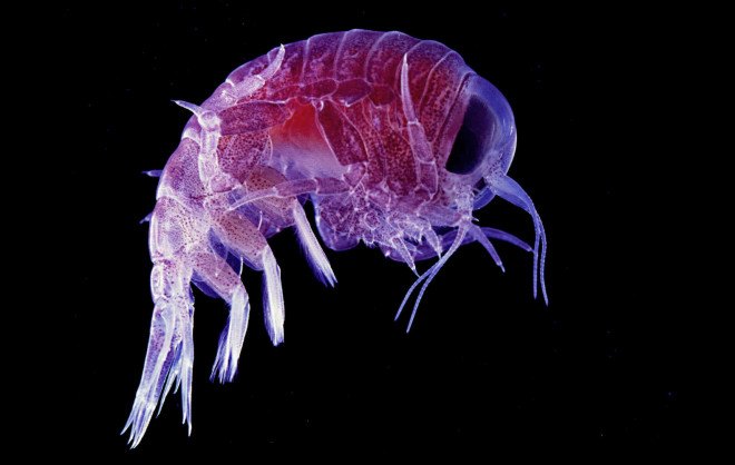 ocean plastic, plastic pollution, plastic trash, plankton, marine life, seafood, fish, sea creatures, plankton poop, food web