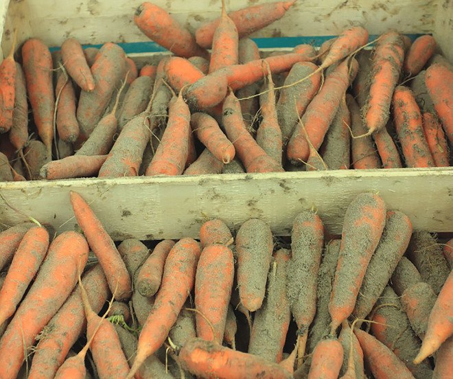 Store vegetables in sand, store root vegetables in sand, store fruit in sand, DIY project, DIY store food in sand, sand, food, preserve food