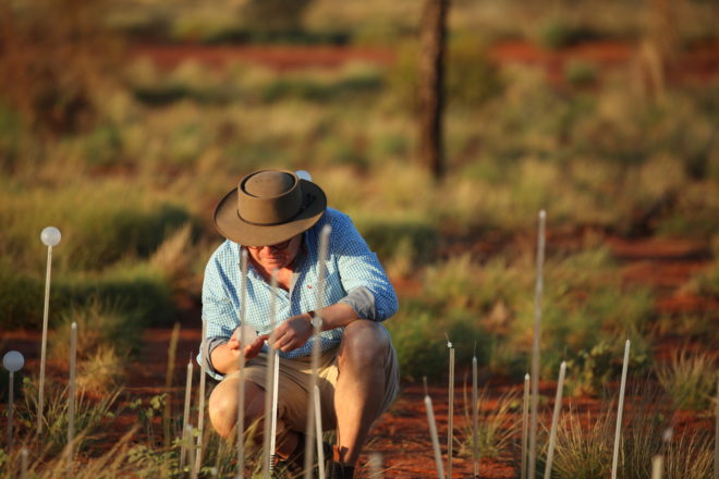 bruce munro, field of light, fiber optic, light installation, light art, desert lights, Tili Wiru Tjuta Nyakutjaku, uluru, field of light 2016, australia