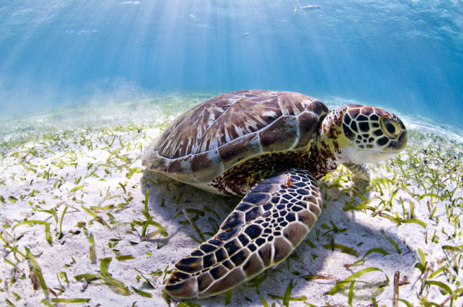 wwf, world wildlife fund, world heritage sites, unesco world heritage sites, industrial activity, oil and gas exploration, belize