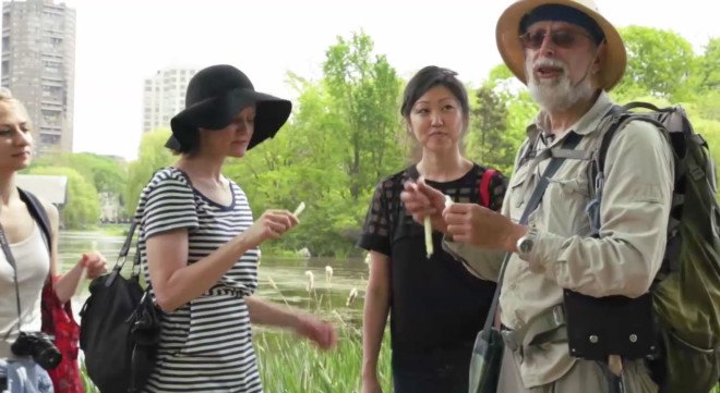 Urban Green Foraging episode, urban foraging guide, Inhabitat foraging guide, Wildman Steve Brill, Foraging in NYC, Foraging Guide, Foraging Expert, NYC Foraging Guide, NYC Foraging Expert, Foraging in Central park