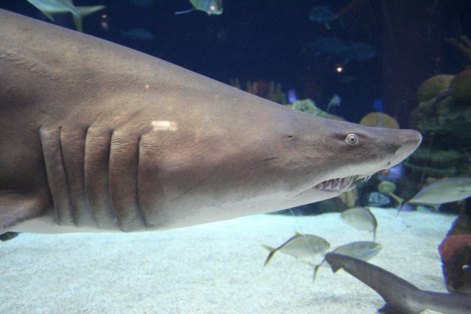 Gills, shark gills, skate gills, evolution, University of Cambridge, Andrew Gillis, science