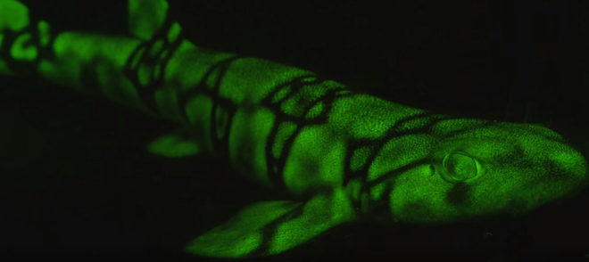 Biofluorescence, biofluorescent sharks, biofluorescent marine creatures, ocean, sea, sharks, glowing sharks, science, marine biology