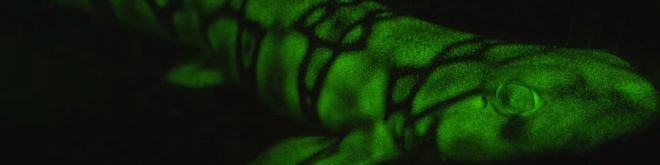 Biofluorescence, biofluorescent sharks, biofluorescent marine creatures, ocean, sea, sharks, glowing sharks, science, marine biology