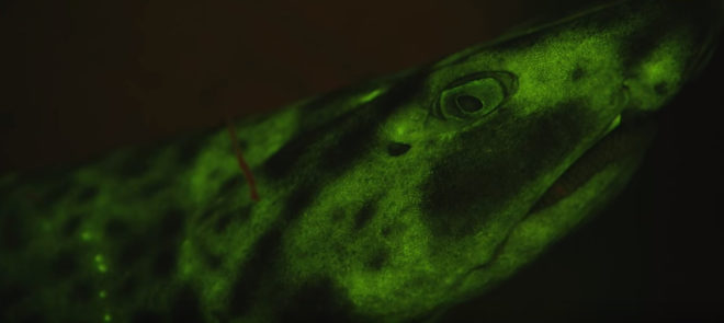 Biofluorescence, biofluorescent sharks, biofluorescent marine creatures, ocean, sea, sharks, glowing sharks, science, marine biology