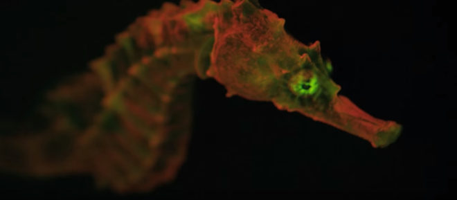 Biofluorescence, biofluorescent sharks, biofluorescent marine creatures, ocean, sea, sharks, glowing sharks, science, marine biology