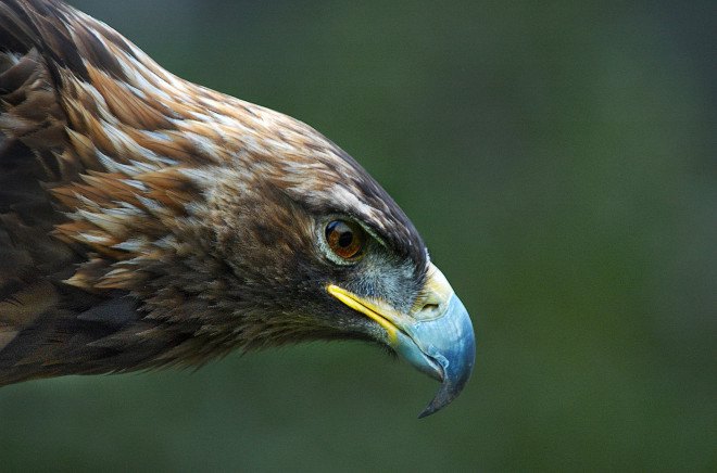 eagles, golden eagles, golden eagle, england, united kingdom, royal society for the protection of birds, rspb, wildlife, last golden eagle in england