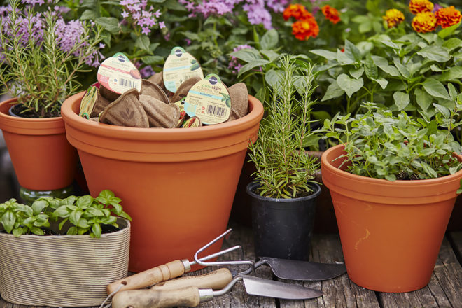 Gro-Ables, Miracle-Gro, Miracle-Gro Gro-Ables, plants, garden, fruits, vegetables, grow your own food, kids projects, kids