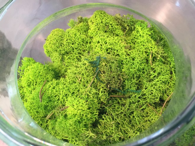 Moss, mossmania, interior design, moss design, green walls, 2016 Milan Design, green design, Milan Design Week, milan furniture, renewable design, moss art, living design, botanical, green furniture, biophilic interior, biophilic design, decorative moss, gardens, interior gardens