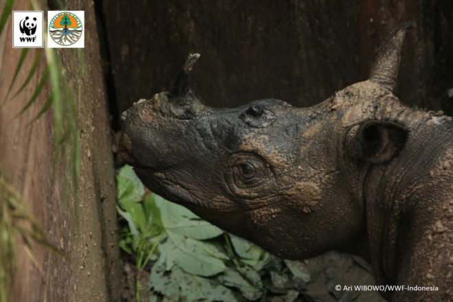 Sumatran rhino, Najaq, critically endangered, endangered species, Indonesian Borneo, World Wildlife Fund, World Wildlife Fund Indonesia