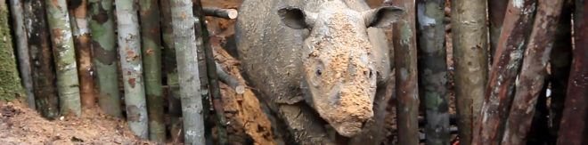 Sumatran rhino, Najaq, critically endangered, endangered species, Indonesian Borneo, World Wildlife Fund, World Wildlife Fund Indonesia