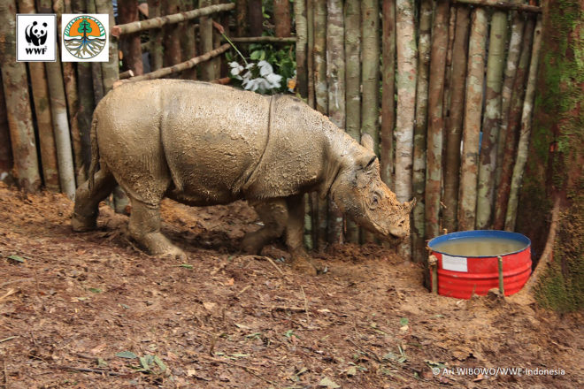 Sumatran rhino, Najaq, critically endangered, endangered species, Indonesian Borneo, World Wildlife Fund, World Wildlife Fund Indonesia