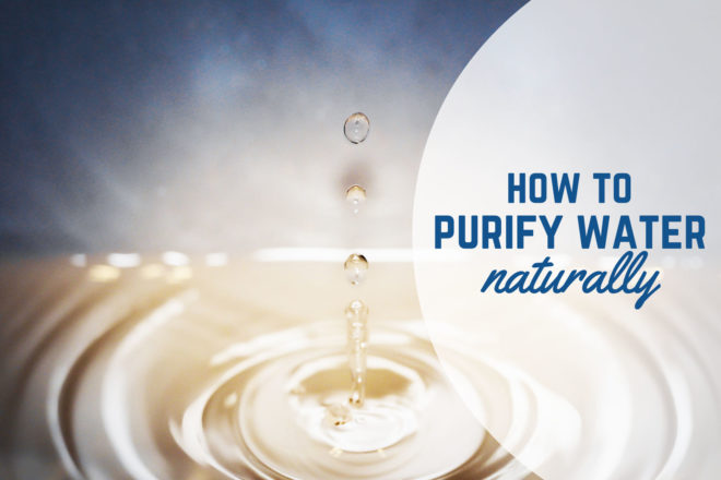 water purification, water, water filter, water filtration, contamination, pollution, water supply, water solutions, cilantro, ceramic, molinga oleifera, tree branch, algae, bacteria, cactus