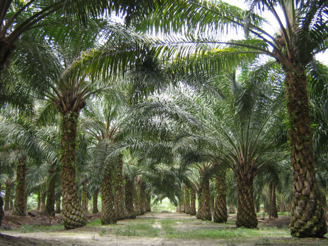 Indonesia, palm oil, palm oil ban, deforestation, environment, environmental destruction, Joko Widodo, mining, economy