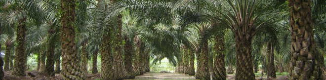Indonesia, palm oil, palm oil ban, deforestation, environment, environmental destruction, Joko Widodo, mining, economy