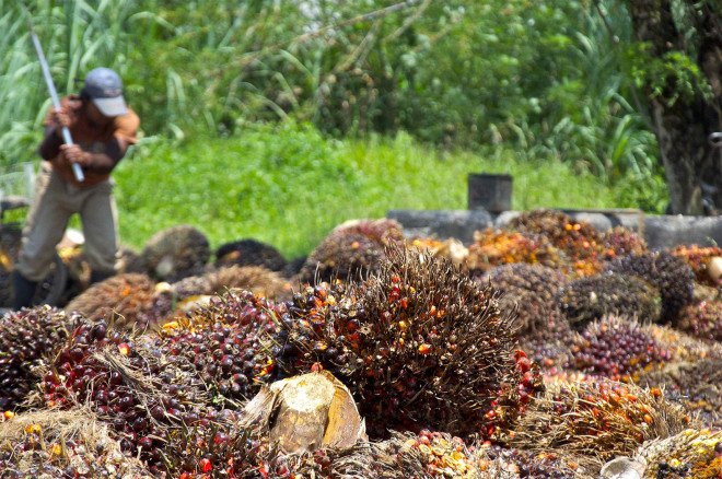 Indonesia, palm oil, palm oil ban, deforestation, environment, environmental destruction, Joko Widodo, mining, economy